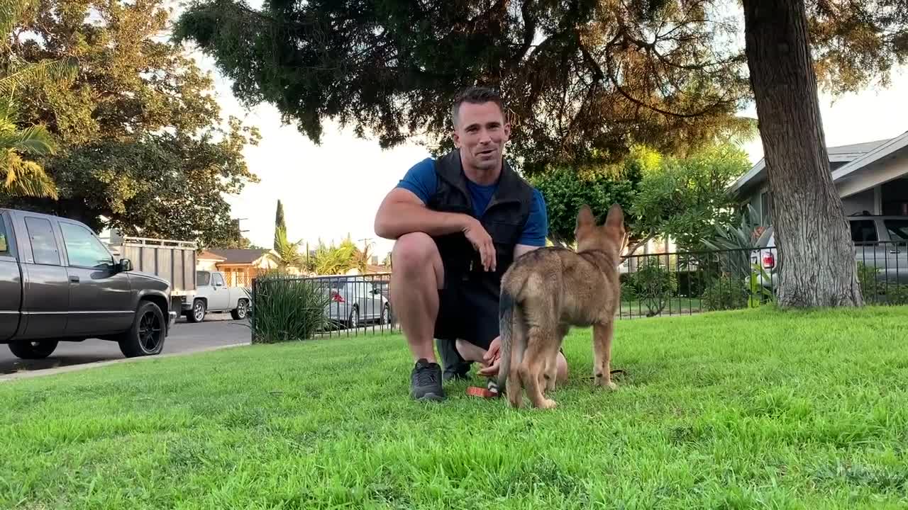 First 10 Steps When Training a Service Dog. Episode 1