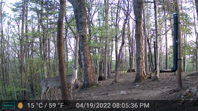 The Woods - 04/20/2022