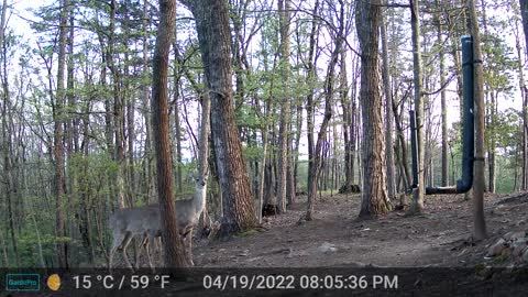 The Woods - 04/20/2022
