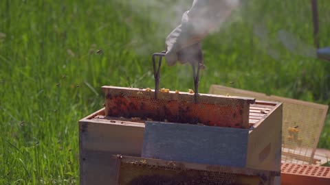 bee farming