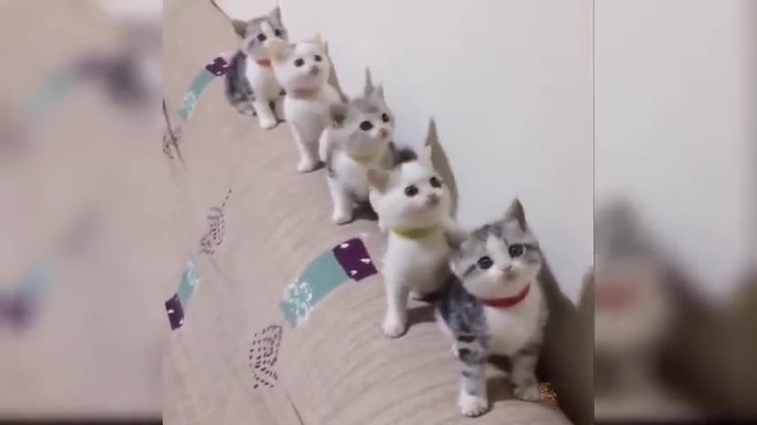 Group singing kittens.