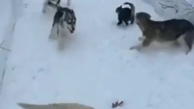 Cut dogs are playing with cat