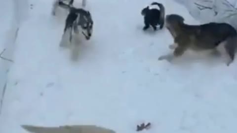 Cut dogs are playing with cat