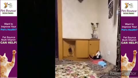 Funny 🤣 pet comedy 🐱 🐕