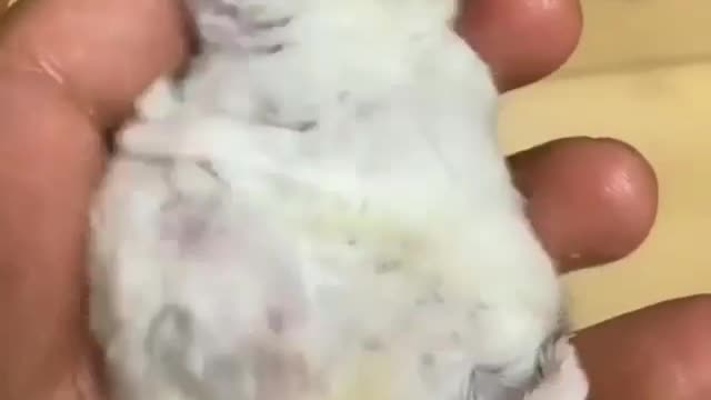 Funny little mouse is behaving strangely