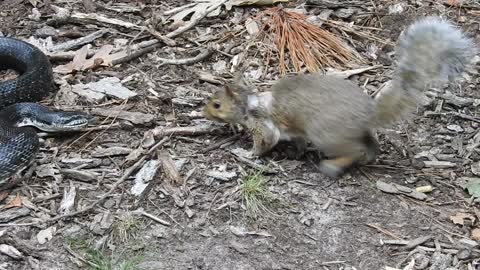 Rat Snake Versus Mother Squirrel