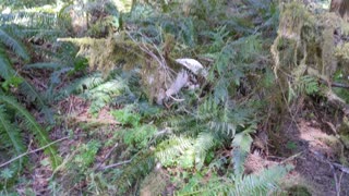 Luke and Leia Find a Mountain Lion Kill