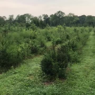 Touring Highland Hill Farm near Philadelphia aLarge Tree Farm