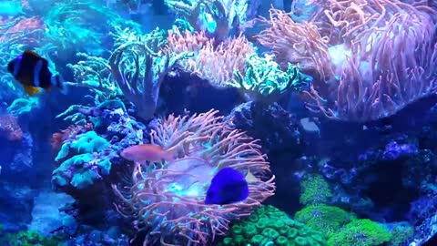 Double Reef Tank Update