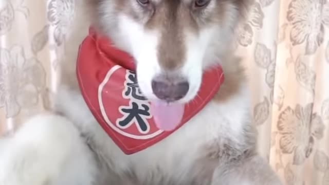 Smart dogs are cute and funny videos