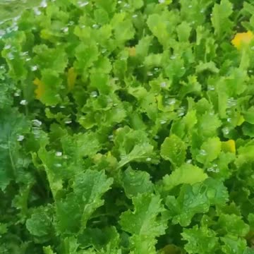 Water the vegetables