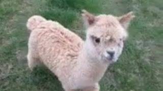 ALPACA GETS RUMBLES