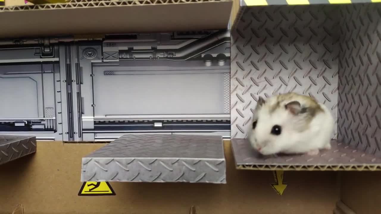 Hamster in the maze of a flying saucers