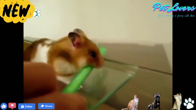 Funny Hamsters