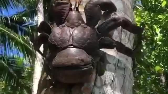 Palm Crab