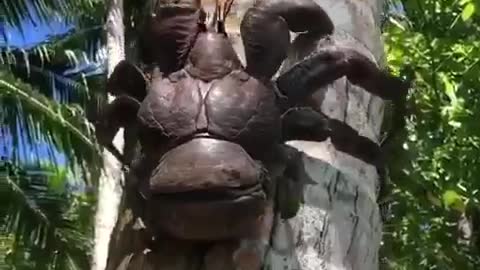 Palm Crab