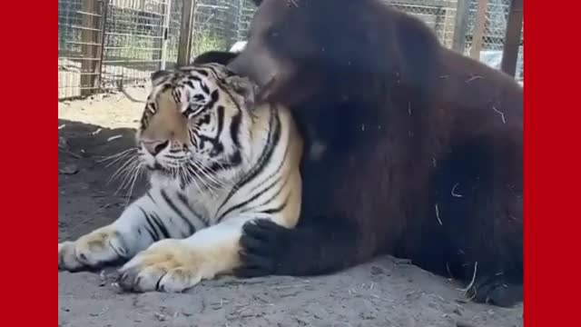 Animal Friendship | Tiger and Bear