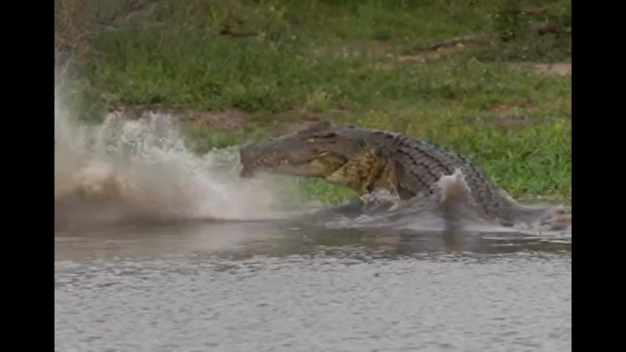 Crocodile Devours Impala in Brutal Display!