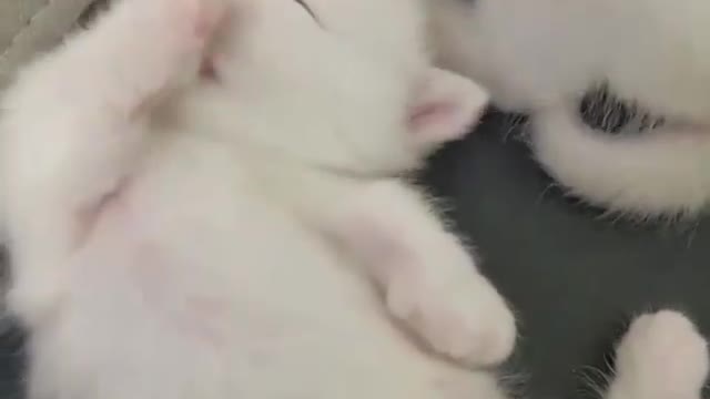 Cute Overload 🥰