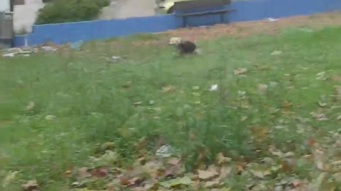 DOG ON DRUGS