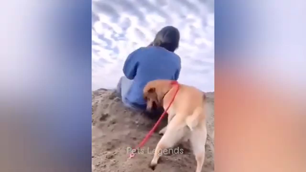 Vidéos funny cat and dogs 🤣🤣🤣