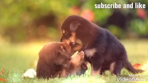 Dogs happy family