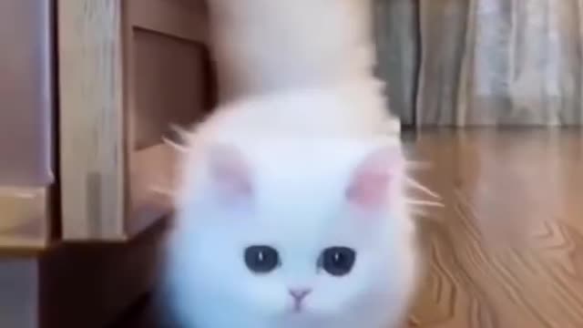 Cute Kitten Funny Videos 😍 - Best Funny Cat videos #916 - #Shorts - Funny...Video