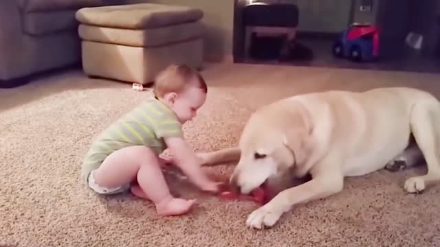 Dogs are the best friend of Babies 62