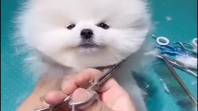 cute dog hear style setting after looking very cute and totally diffrent