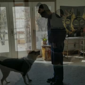 Forrest shaping behaviors