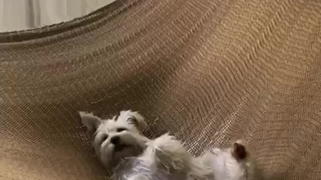 Small white dog relaxing on brown knitted hammock