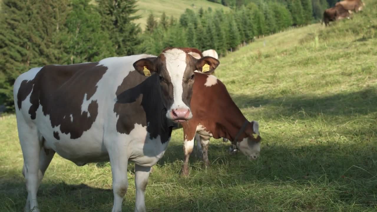 Well-groomed cows on lush meadows amid the Alpine mountains