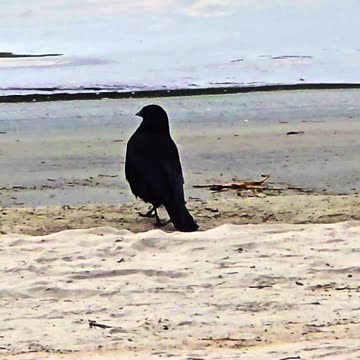 Proud raven on the bank of a river / A very beautiful animal by the water.