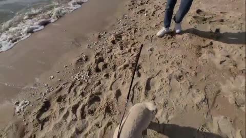 Coca-Spaniel, not afraid of sea water.