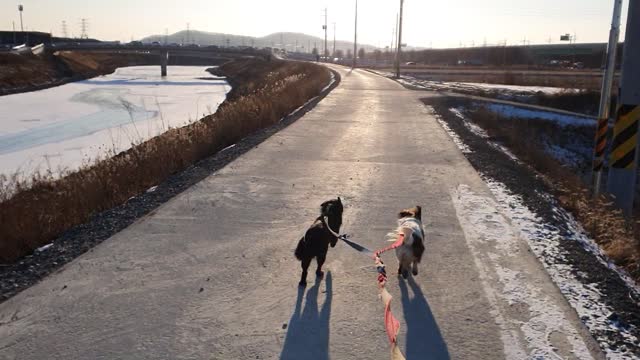 Running with two dogs