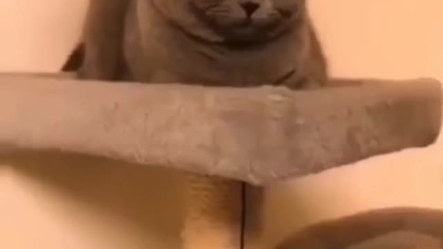 A lively and cute kitten