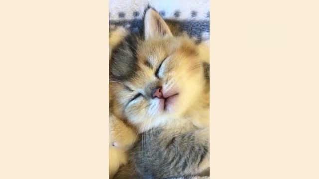 Kitties daily funny life