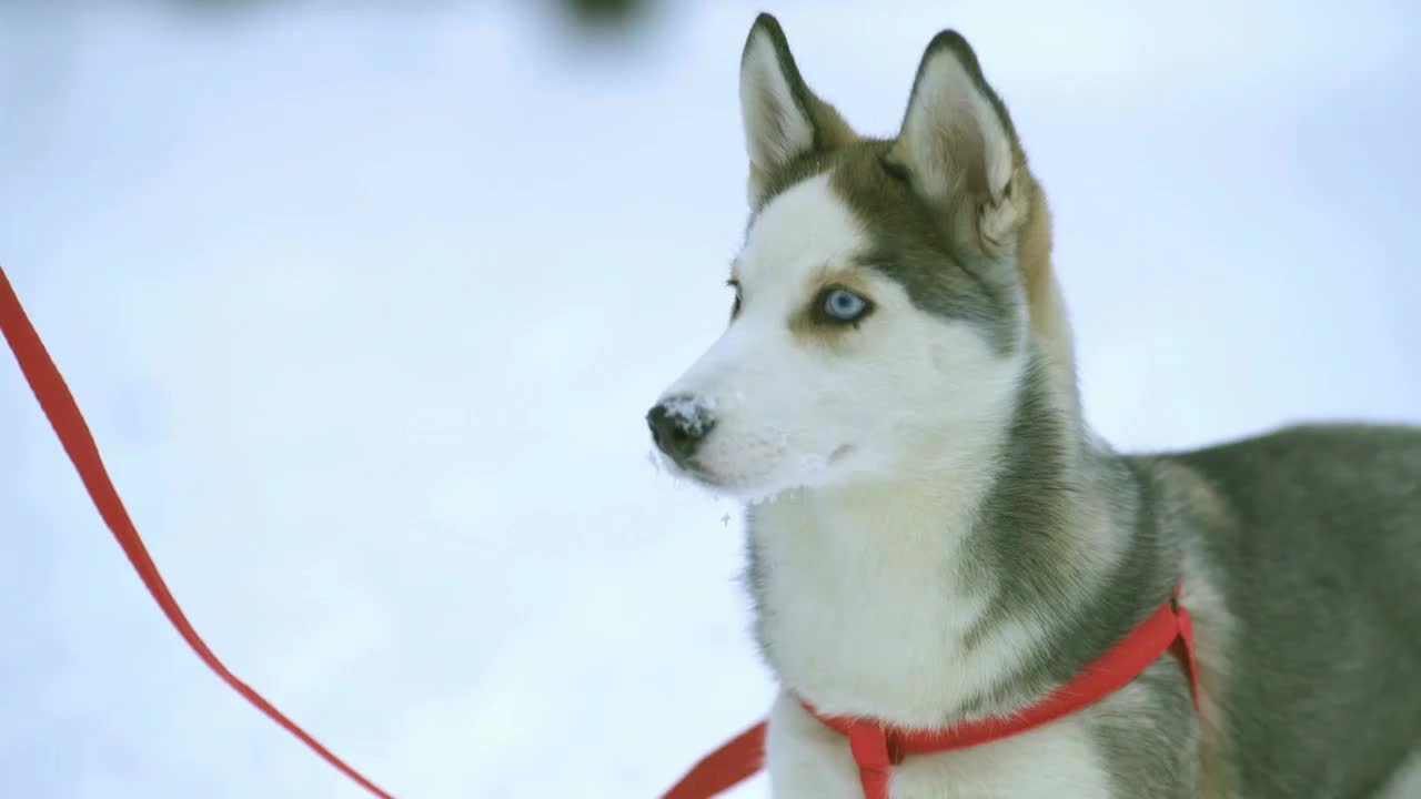 Dog play with branch in a snowy forest. Real time capture