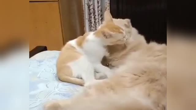 Breed and non-breed cats romantic video.