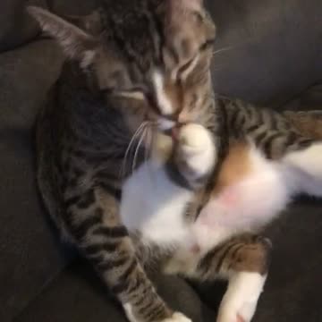 Cute Cat Takes A Bath