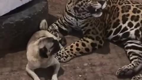 Pug and a Jaguar!!