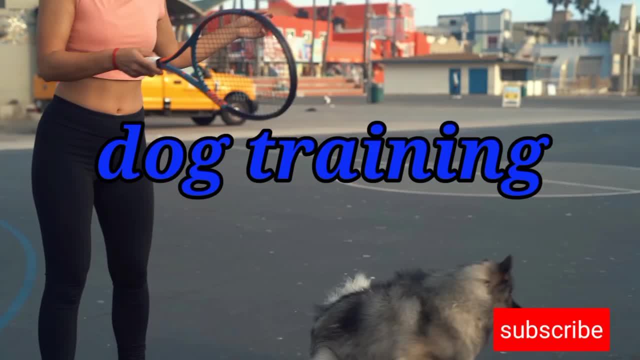 Dog training