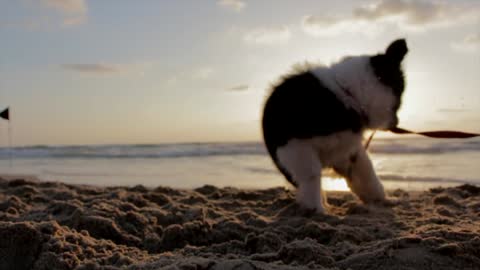 A dog who enjoys playing on the sea