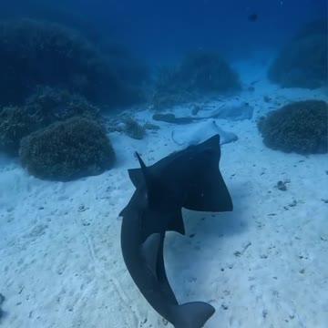 Fish Swimming In The Sae #Fish_Swimming_In_The_Sea#animals_Nuture #tortoise #Recpect