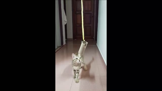 Cat being trained to play