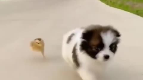🤣 Funny Dog Videos 2022 Try Not To Laugh!