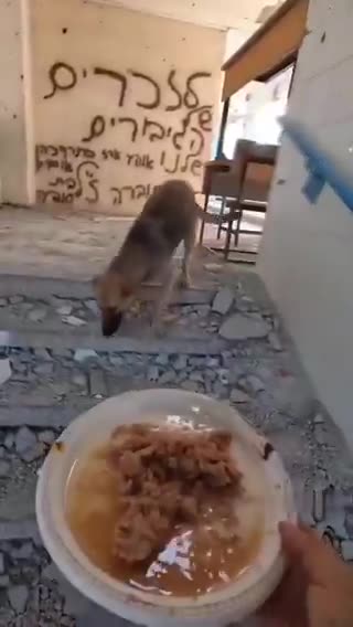 Soldier Rescues Love-Starved and Abused Puppy from the War Zone