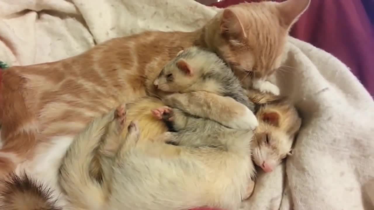 Cat gives ferrets a bath! || Viral Video UK