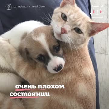 The cat has fed the puppies