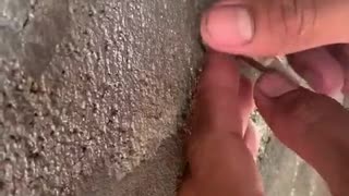 Rescuing a Lizard Stuck in a Wall